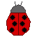 Ladybug